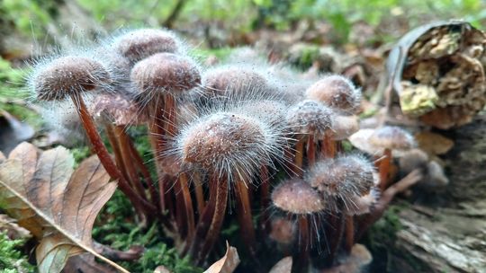 Pin mould (Spinellus fusiger) on Bonnet Mushrooms (Mycena species)