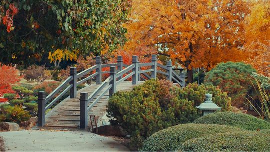 A bridge in the Royal Botanic Gardens Kew, surrounded by trees in autumn colours