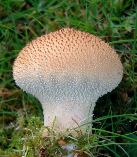 Common Puffball mushroom