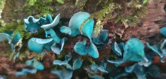 Green-blue coloured Elf Cup fungi. Phot by Ruth Revell
