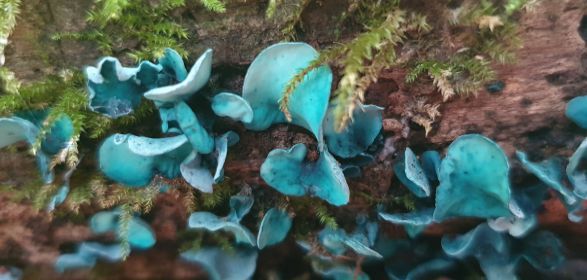 Blue-green coloured Elf Cup fungus on a mossy log. Photo by Ruth Revell.