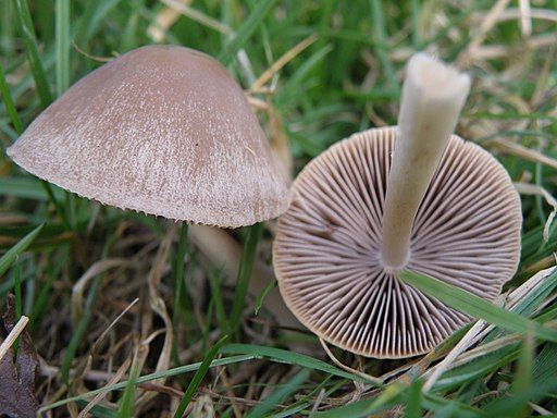 Conocybe rickeni. Photo - J Milburn via Wikimedia Commons