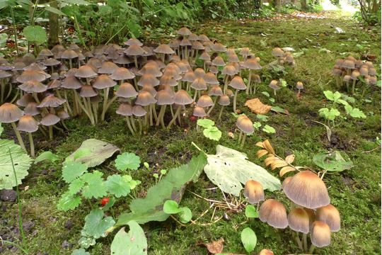 Group of Coprinellus micaceus