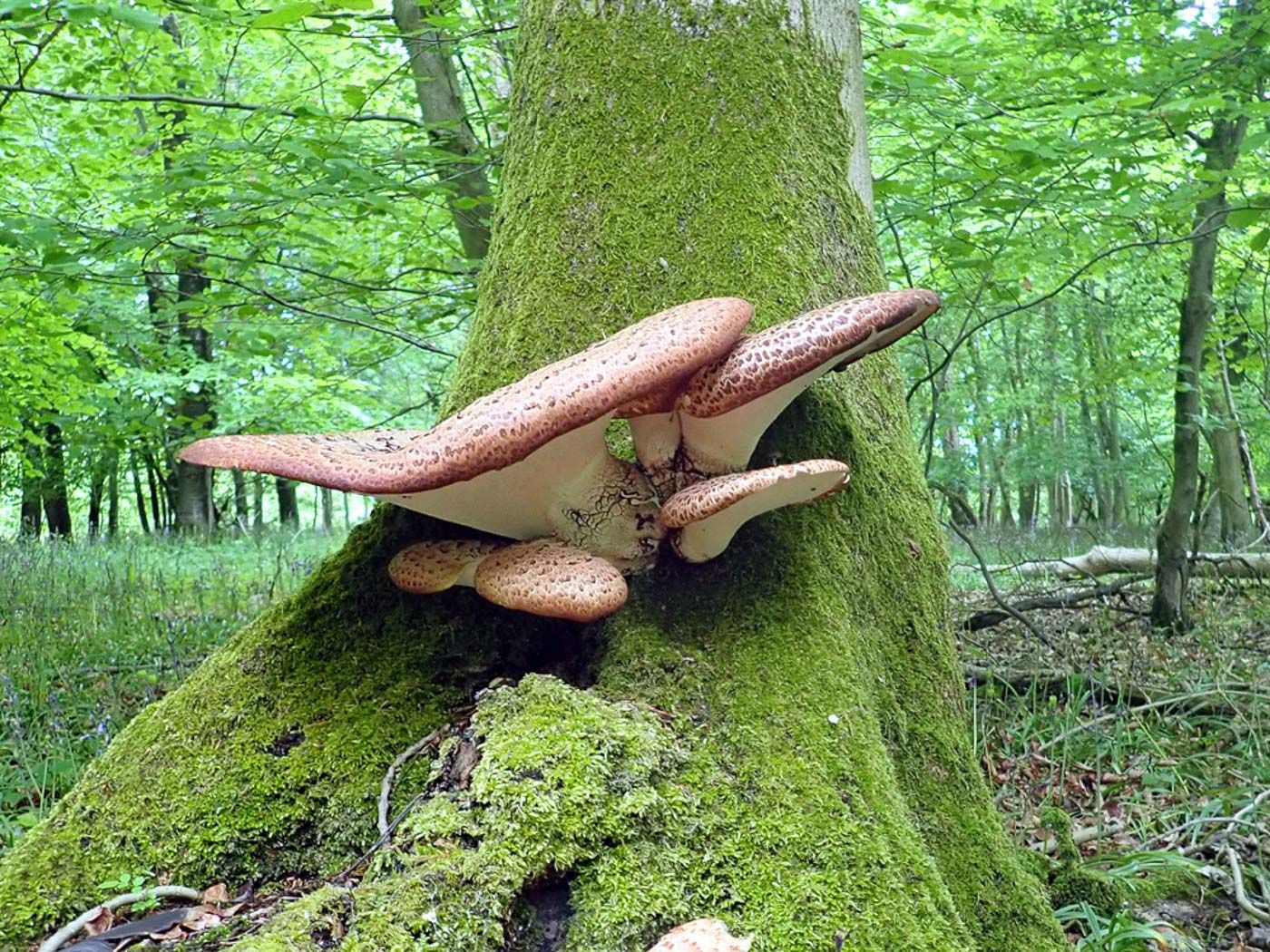 Dryad's Saddle. Credit: Penny Cullingham, Buckinghamshire Fungus Group