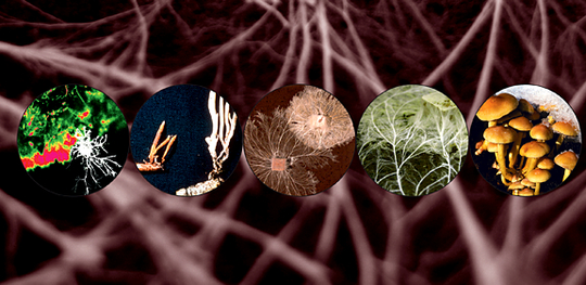 Part of the image from the cover of Fungal Ecology journal