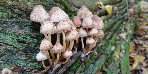 A cluster of pale brown fungi growing from a mossy log
