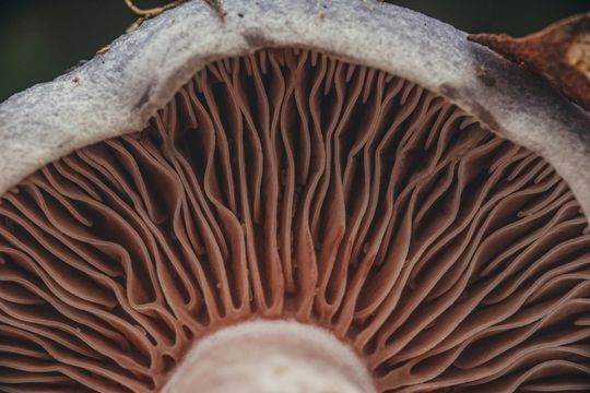 Gills of a mushroom. BMS Fungus identification workshop 2026