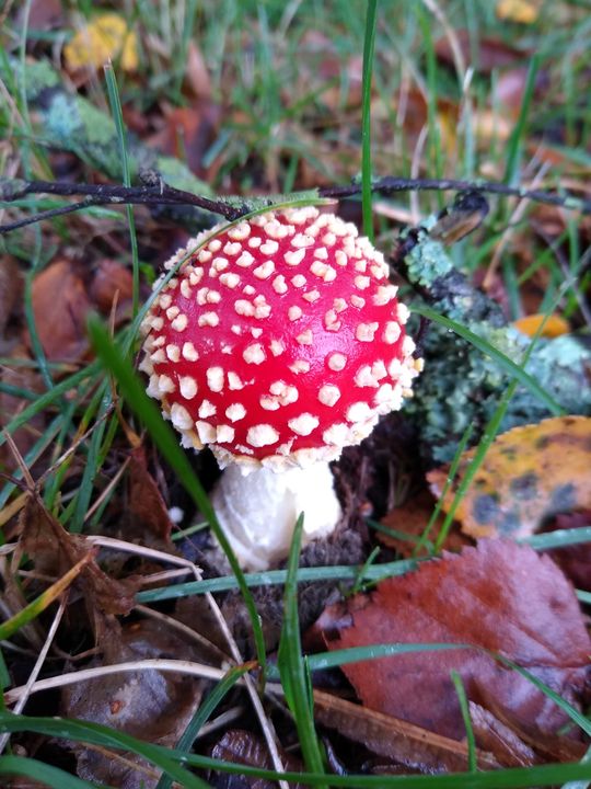 Fly Agaric mushroom