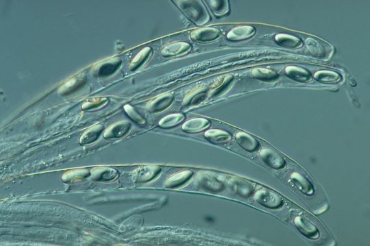 Fungal spores