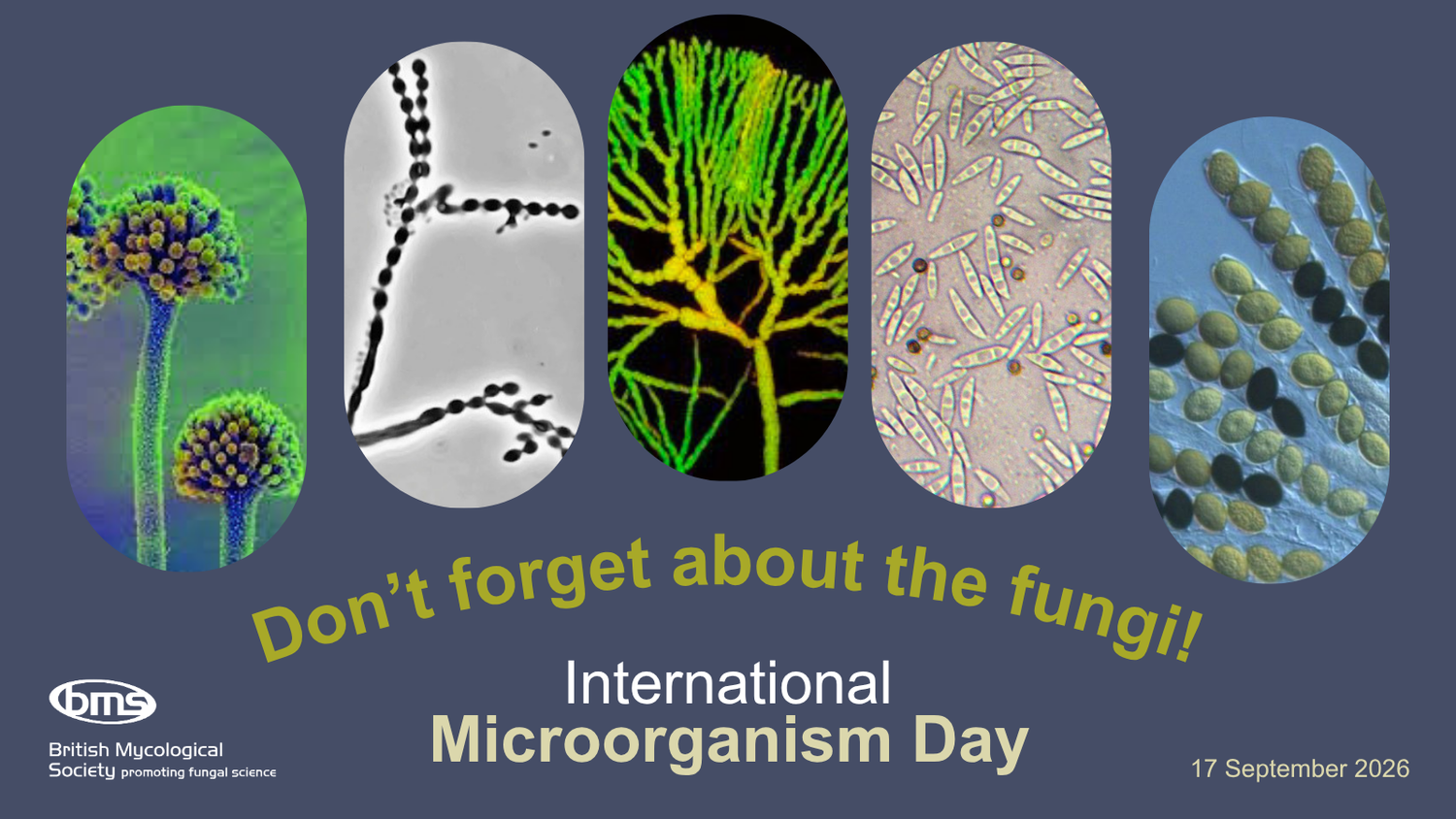 Poster with photos of five microfungi for International Microorganism Day 2026