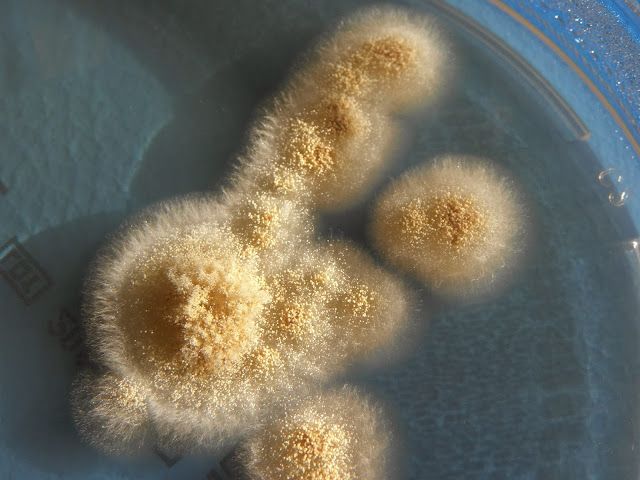 Aspergillus ochraceus
