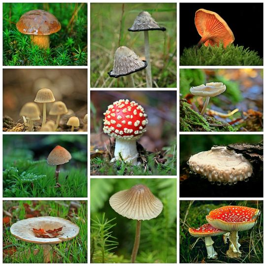 Mushroom collage. BMS Beginners Workshop 2026