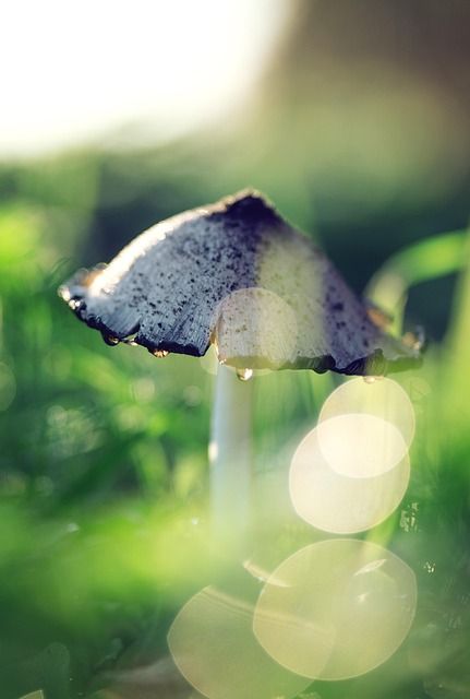 Photo of a white mushroom on green grass in sunlight