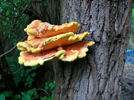 Chicken of the Woods on a tree trunk.jpg