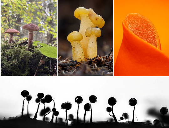 Collage of photos by the UK Fungus Day photography competition winners 2025