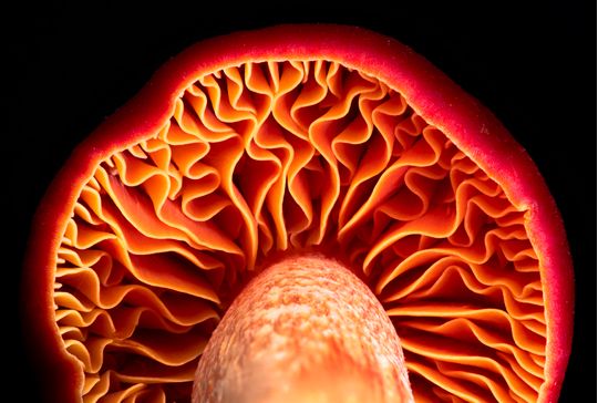 Close up photo of mushroom gills in flaming reds and oranges by Will Brantingham